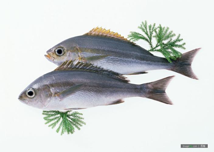 鱼产品图片